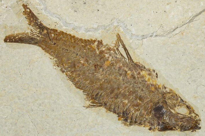 Detailed Fossil Fish (Knightia) - Wyoming #354033